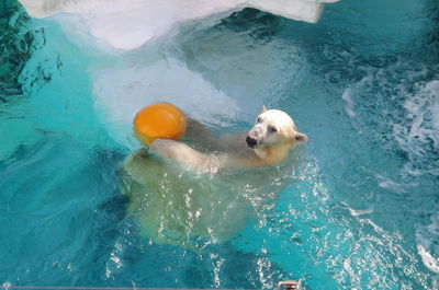 High angle view of dog swimming in pool