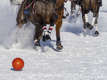 Snow polo details pictures from a match