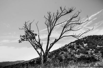 Tree on field against sky