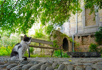 Cat sitting in a park