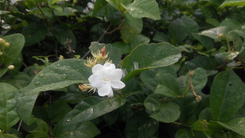 Close-up of plants growing in water