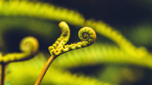 Close-up of fern