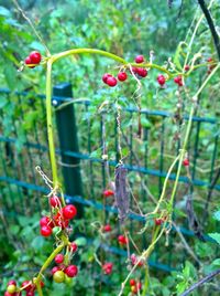 Close-up of plants in garden