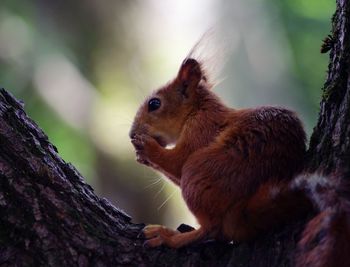 Close-up of squirrel on tree trunk