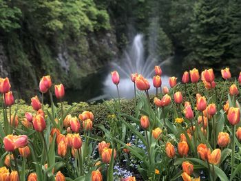 Close-up of flowering plants against blurred background