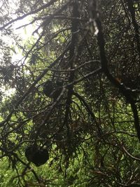 Low angle view of trees in forest