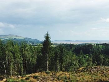 Scenic view of forest against sky