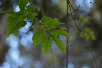 Close-up of fresh green plant