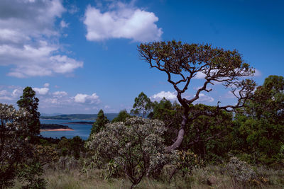 Plants growing on land against sky