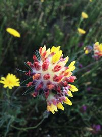 Close-up of yellow flower