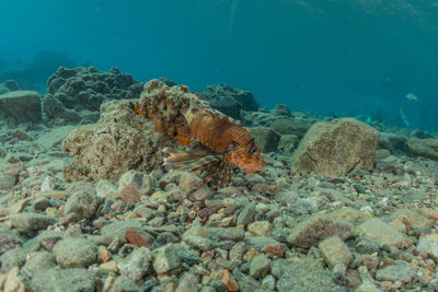 Fish swimming in sea