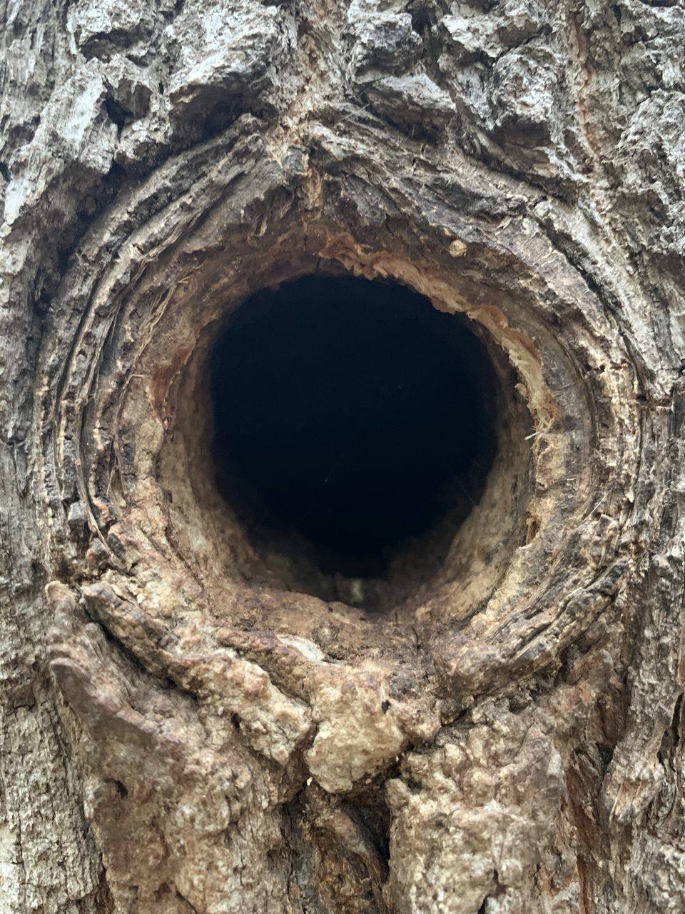 FULL FRAME SHOT OF TREE TRUNK WITH HOLE