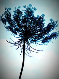 Close-up of silhouette tree against clear sky