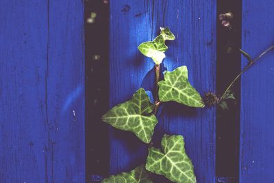 Close-up of green leaves on wooden door