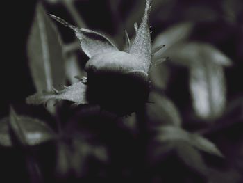 Close-up of flower