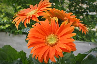 Close-up of orange flower