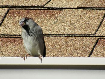 Close-up of bird perching on wall