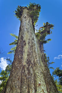 Low angle view of tree against sky