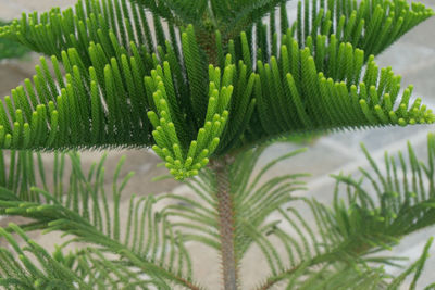 Close-up of fern leaves