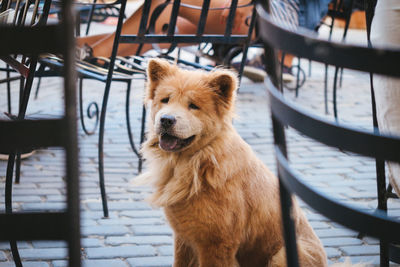 Portrait of dog in city