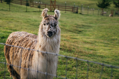 View of an animal on field