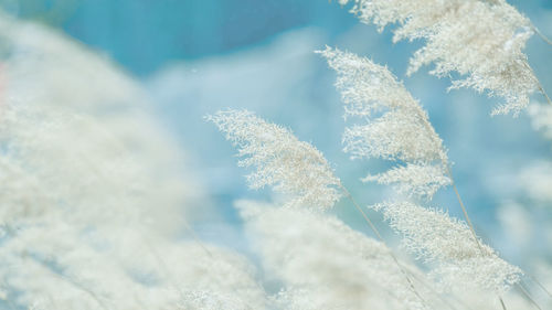 Close-up of frozen plants against sky