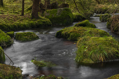 Scenic view of stream flowing in forest