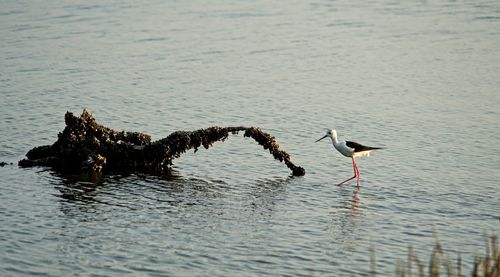 Birds in a lake