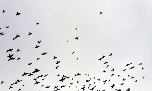 Low angle view of birds flying in the sky