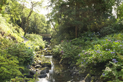 Plants and trees in garden