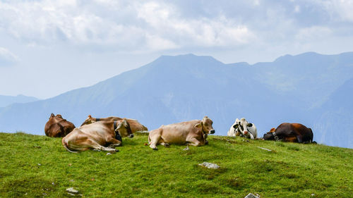 Cows on field against mountain range