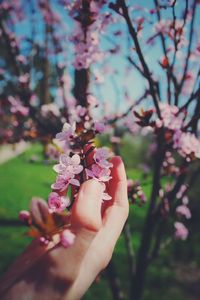 Cropped hand touching cherry blossom tree