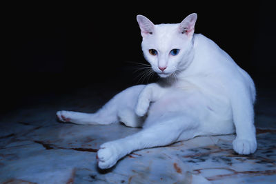 Khao manee siamese cats is sitting on the floor