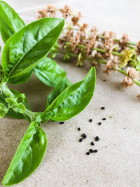 Close-up of green leaves on table