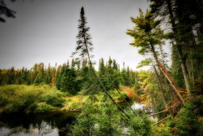 Pine trees in forest against sky