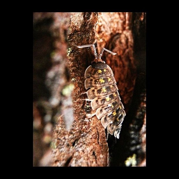 transfer print, close-up, auto post production filter, selective focus, focus on foreground, indoors, no people, insect, day, nature, hanging, wood - material, textured, wildlife, fragility, frozen, detail, cold temperature, still life