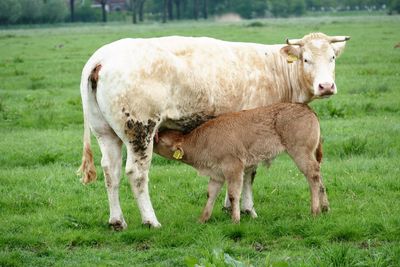 Cow standing in a field with calf 