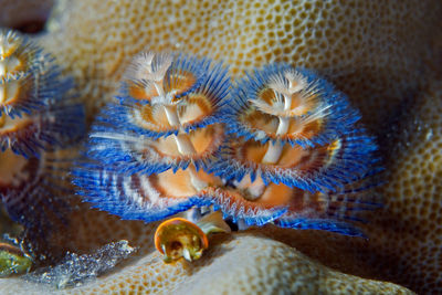 Close-up of fish underwater