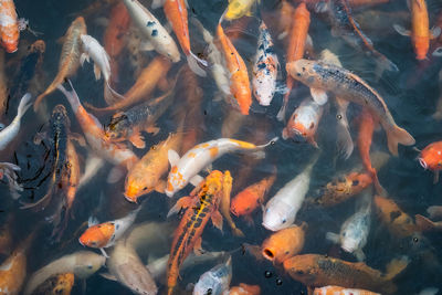 High angle view of koi carps swimming in lake