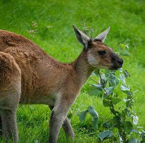 Close-up of deer on field