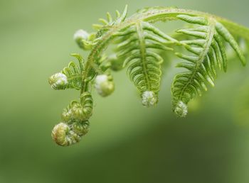 Close-up of fresh green leaves on plant