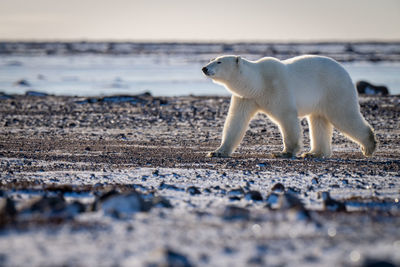 Polar bear crosses snowy tundra in sunshine