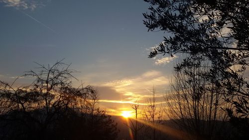 Silhouette trees against sky during sunset