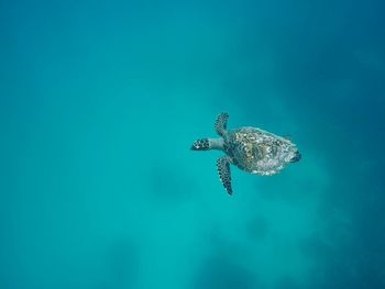 Close-up of turtle swimming in sea