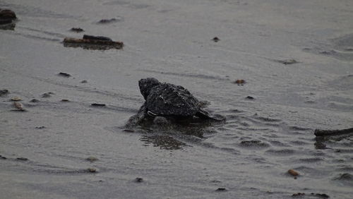 Close-up of crab on beach