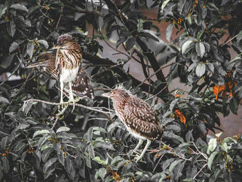 View of birds perching on tree