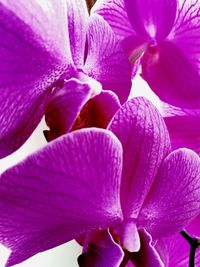 Close-up of purple flowers blooming outdoors