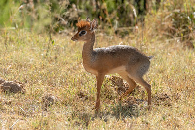 Side view of deer standing on field