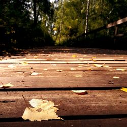 Close-up of autumn leaves in forest