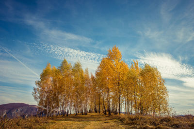 Low angle view of autumn trees on field against sky